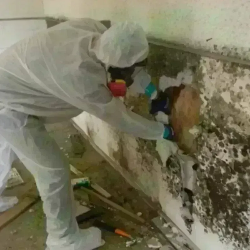 Mold Remediation and Removal in Woodhaven, MI